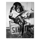affiche-toilette-singe-animaux-noir-blanc