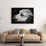 affiche-alpaga-animaux-photo-noir-blanc