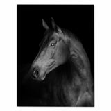 Affiche cheval <br /> noir et blanc