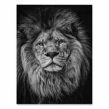 poster lion noir et blanc