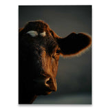 poster vache