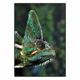Affiche <br /> Caméléon