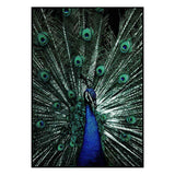 Affiche Animaux <br /> Paon