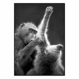 Affiche <br /> singe