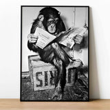 affiche-singe-toilette-noir-blanc