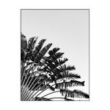 Affiche Tropical <br /> noir et blanc