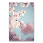 poster-fleur-de-cerisier