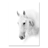 Affiche <br /> Cheval blanc