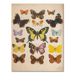 Affiche <br /> papillon vintage