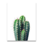 Affiche <br /> Cactus