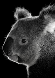 poster koala 