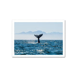 Affiche Animaux <Br /> Baleine 21X30Cm / C 1704