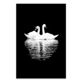 Affiche Animaux <Br /> Cygne Noir Et Blanc 21X30Cm 1704