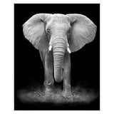 Affiche Animaux <Br /> Éléphant Noir Et Blanc 21X30Cm / 2 1704