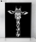 Affiche Animaux <Br /> Girafe Noir Et Blanc 1704