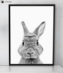 affiche lapin noir blanc