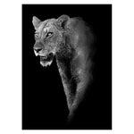 Affiche Animaux <Br /> Lionne Noir Et Blanc 21X30Cm