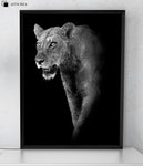 Affiche Animaux <Br /> Lionne Noir Et Blanc