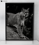 Affiche Animaux <Br /> Puma Noir Et Blanc 1704