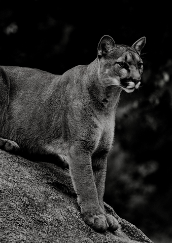 Puma on sale animal noir