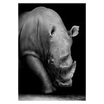 Affiche Animaux <Br /> Rhinocéros 21X30Cm | A4 1704