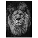 Affiche Lion <br /> noir et blanc