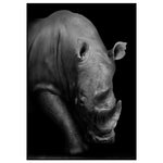 Affiche <br /> Rhinocéros