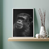 Affiche <br /> Chimpanzé