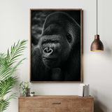 tableau gorille - Animaux noir et blanc - Cadre 50x70cm