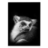 poster lémurien noir et blanc