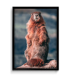 Affiche Animaux <br /> Marmotte
