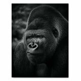 poster Animaux - Gorille photographie noir et blanc