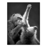 Affiche singe noir et blanc - Poster animaux
