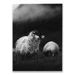 poster mouton noir et blanc