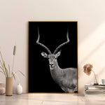 poster antilope