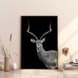 poster antilope