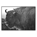 Affiche <br /> bison