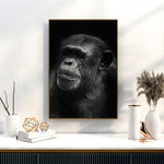 Affiche <br /> Chimpanzé