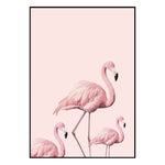 Affiche <br /> Flamant Rose