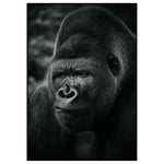Affiche Gorille <br /> noir et blanc