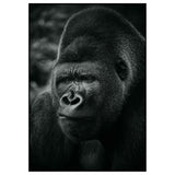 Affiche Gorille <br /> noir et blanc