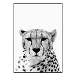 Affiche guépard <br /> noir et blanc