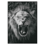 Affiche <br /> Lion Rugissant
